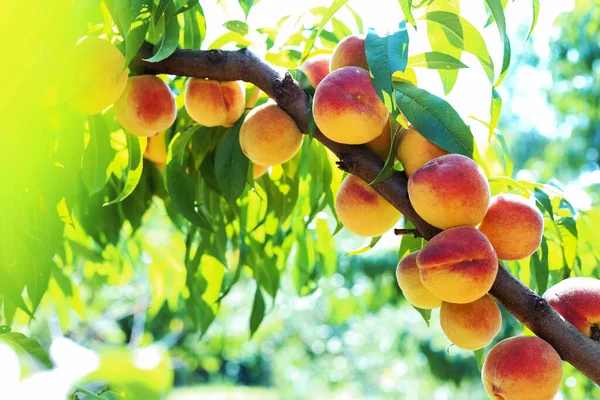 Melocotones Rojos Cuelgan Árbol Entre Hojas Verdes — Foto de Stock