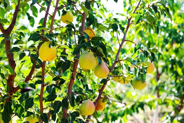 Pohon Pir Bawah Sinar Matahari Kebun Panen Buah Pir — Stok Foto