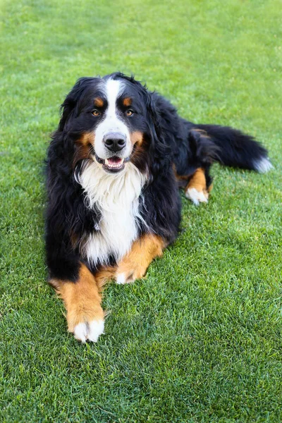 Mutlu Aile Gülümseyen Bernese Dağ Köpeği Fotokopi Aletiyle Yeşil Çimlerin — Stok fotoğraf