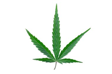 Beyaz arka planda yeşil kenevir yaprağı var. Tıbbi kenevir marihuana bitkisi. Kenevir Sativa. Ot yasallaştırma