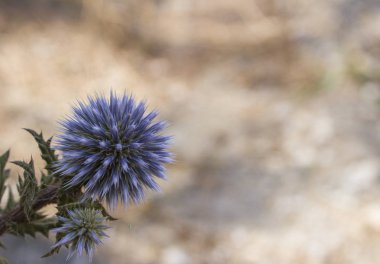 Herb Echinops, dikenli mavi topu andırıyor. Tıbbi kaynatıcıların hazırlanmasında kullanılır