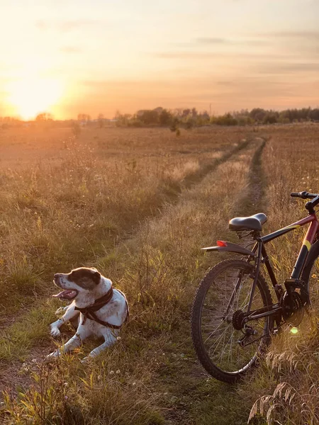 The dog rests after a walk with the owner on the bike. Pet and bike in the field on the road under the sunlight. Beautiful scenery