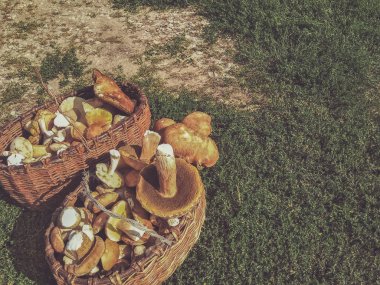 Hasır sepetler, tamamen farklı mantarlarla dolu. Mantar sepetleri yanında porcini mantar demet.
