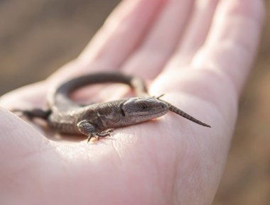 Kertenkele, yakın plan bir adamın elinde. Küçük bir sürüngen bir adamın ellerinde oturuyor..