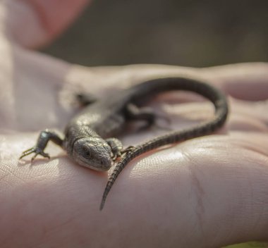 Kertenkele, yakın plan bir adamın elinde. Küçük bir sürüngen bir adamın ellerinde oturuyor..
