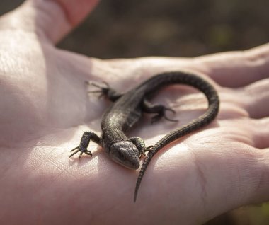 Bir adamın elinde bir kertenkele. Küçük bir sürüngen bir adamın eline oturur..