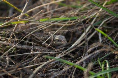 Bir kertenkele otların arasından dışarı bakar. Çimenlerdeki küçük sürüngen. Yakın plan..