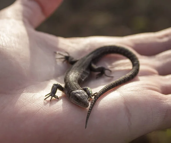 Bir adamın elinde bir kertenkele. Küçük bir sürüngen bir adamın eline oturur..