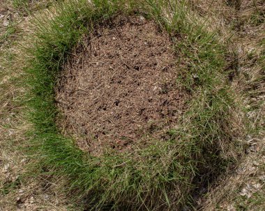 Ormanda büyük yuvarlak bir karınca tepesi. Yakın çekimin kenarlarında çimen olan büyük bir karınca yuvası. en üstteki görünüm.