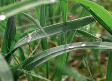 Yeşil çimlerin üzerinde sabah çiği. Çok güzel bir çiğ tanesi. Büyük damlalarda çiy taneleri.