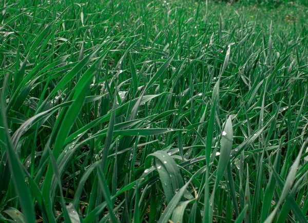 Grass after rain. Meadow with dew on the thick grass. Morning dew on the green grass.