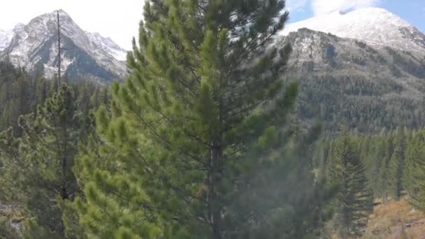 Ένα ομαλό drone cinematic shot χιόνι λόφους βουνό, εναέρια άποψη χιονισμένο βουνό κορυφές. Πετώντας πίσω από δέντρα ή πεύκα — Αρχείο Βίντεο