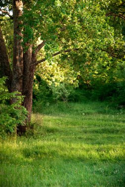 yaz manzara dikey, orman ve çayır arka planda ön planda büyük bir ağaç