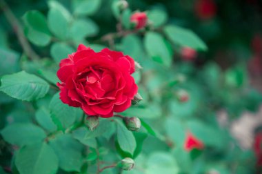 Serin yeşil arka plan üzerinde kırmızı gül