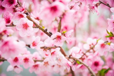 Ağaç dallarında pembe şeftali çiçekleri yakın çekim