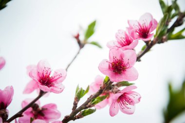 Ağaç dallarında pembe şeftali çiçekleri yakın çekim