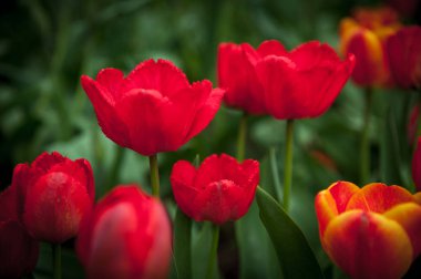 Kırmızı Terry laleler bulanıklık ile koyu yeşil arka plan üzerinde yakın 