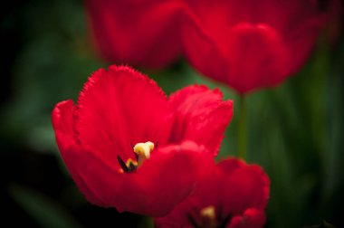 Kırmızı Terry laleler bulanıklık ve boş alan ile koyu yeşil arka plan üzerinde yakın