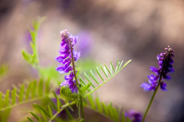 草地上的紫色小花 衬托着巨大的褐色纹理石头和模糊的绿色背景 小鼠豌豆A — 图库照片