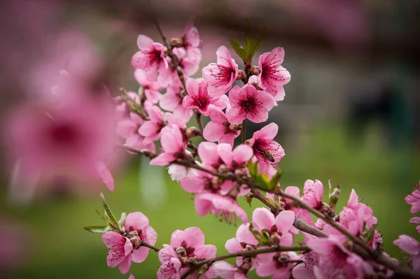 Růžové Broskvové Květy Větvích Stromů Stock Obrázky