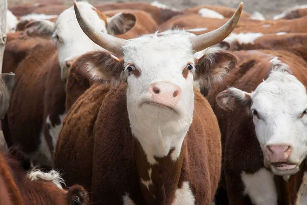 Bull close-up. Photo of a funny white cow with brown spots in the middle of the herd. Big horns. On the farm. The symbol of the new 2020. A smirk, a funny expression on the face of a living creature.