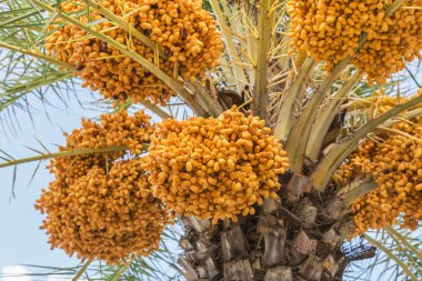Hurma üzerinde asılı kümeleri sarı olgun tarihlerini (Phoenix dactylifera) kapatmak 