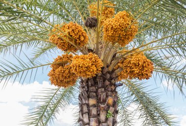 Hurma üzerinde asılı kümeleri sarı olgun tarihlerini (Phoenix dactylifera) kapatmak 