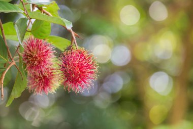 Rambutan (Nephelium lappaceum) tropikal meyve bahçesinde brunch ağaçta asılı  