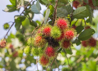 taze Rambutan (Nephelium lappaceum) tropikal meyve bahçesinde brunch ağaçta asılı  