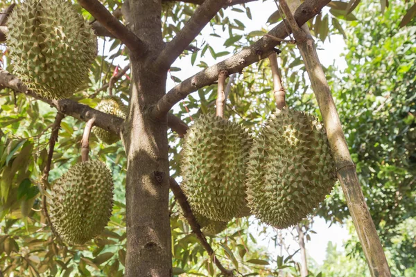 Färsk Durian Durio Zibethinus Kung Tropiska Frukter Hängande Brunch Trädens — Stockfoto