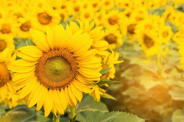 Close Van Zonnebloem Bloemen Bloeien Plantage Gebied Zonnige Dag — Stockfoto