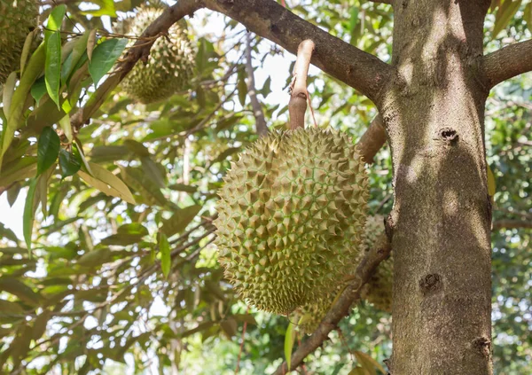 Durian Durio Zibethinus Kung Tropiska Frukter Hängande Brunch Trädens Tillväxt — Stockfoto