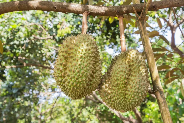 Durian Durio Zibethinus Kung Tropiska Frukter Hängande Brunch Trädens Tillväxt — Stockfoto