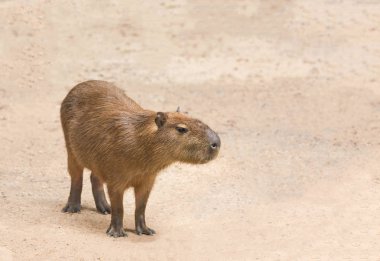 Capybarası (hydrochoerus hydrochaeris) ayakta gevşeme doğada kapatın