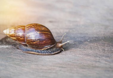 Salyangoz bahçesinde ahşap doku üzerinde yağmur mevsimi tarama