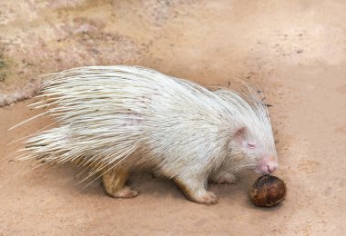 Beyaz kirpi Hindistan cevizi yemek