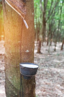 Kauçuk ağacından kase sütlü doğal kauçuk lateks tuzağa