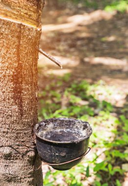 Sütlü doğal kauçuk lateks lastik ağacından tuzağa 