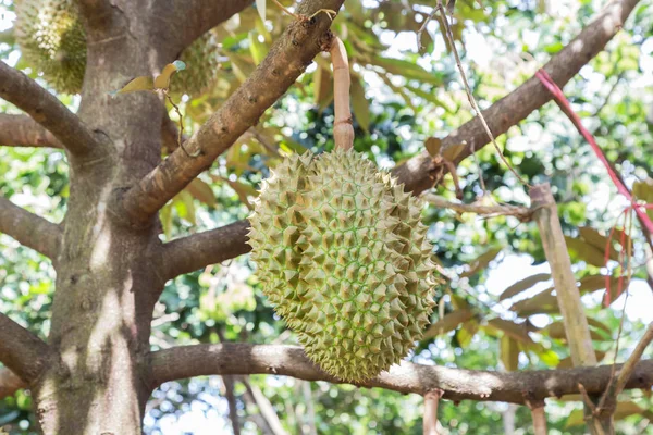 Durian Durio Zibethinus Kung Tropiska Frukter Hängande Brunch Trädens Tillväxt — Stockfoto