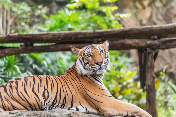 Тигр Действии Отдых Природе — стоковое фото