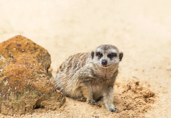 Meerkat Suricata Suricatta Animal Sauvage Est Alerte — Photo