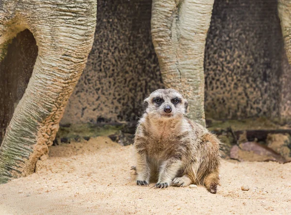 Meerkat Suricata Suricatta Animal Sauvage Est Alerte — Photo