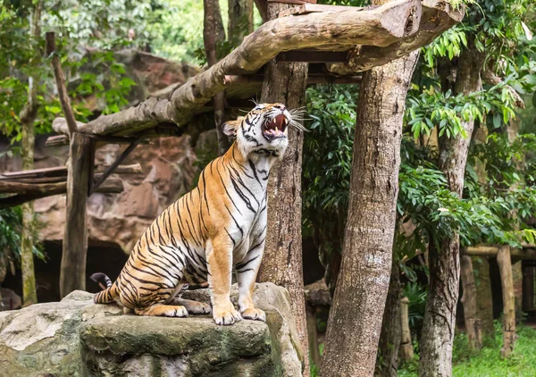 Тигр Действии Ревущий Природе — стоковое фото