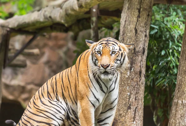 Тигр Действии Наблюдающий Отдыхом Природе — стоковое фото