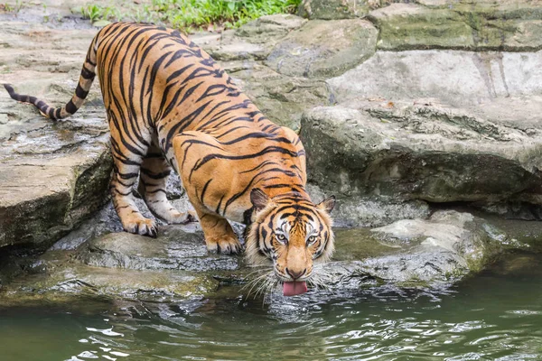 Бенгальский Тигр Жаждет Пить Воду Озере — стоковое фото
