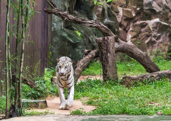 Белый Бенгальский Тигр Прогулки Расслабиться Природе — стоковое фото