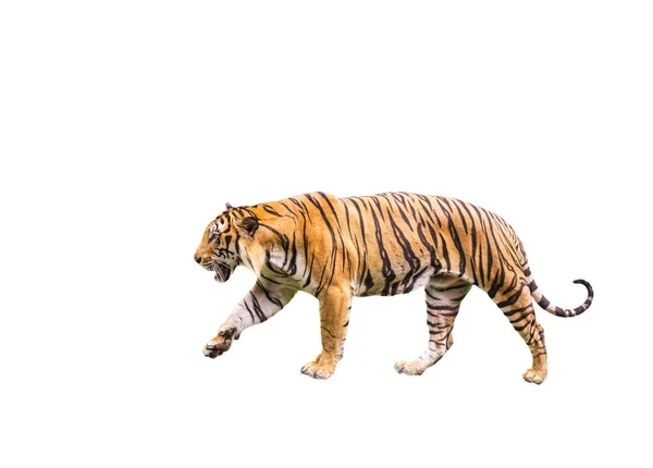 Tigre Bengale Marchant Isolé Sur Fond Blanc — Photo
