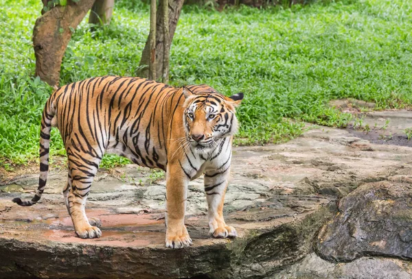 Tiger Alatt Pihenés Természetben — Stock Fotó
