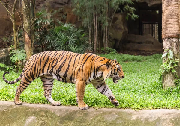 Тигр Прогулки Релаксации Природе — стоковое фото