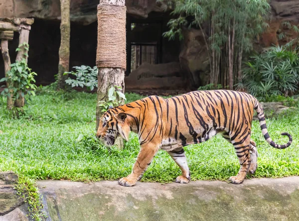 Тигр Прогулки Релаксации Природе — стоковое фото